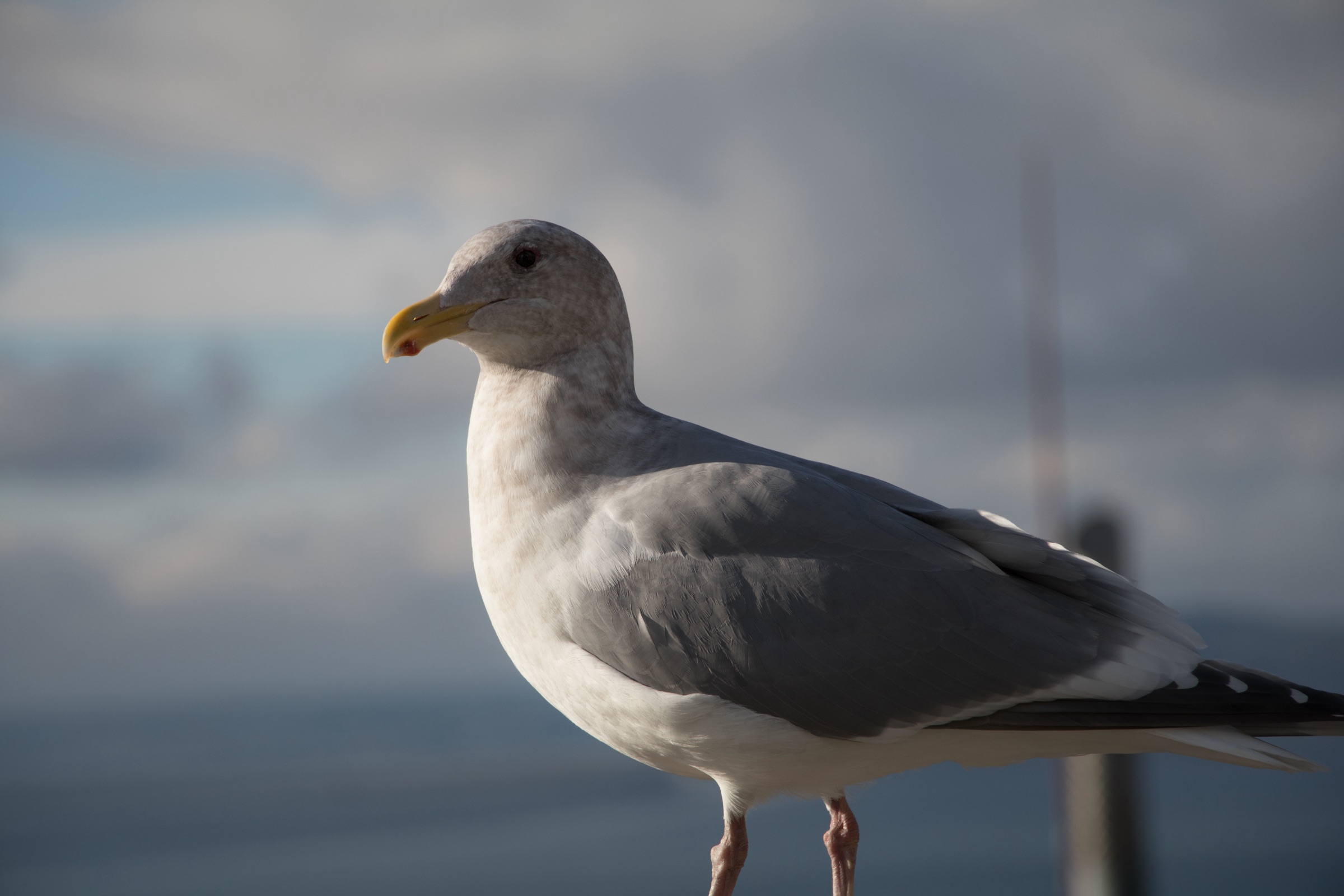 Encounter image 1.